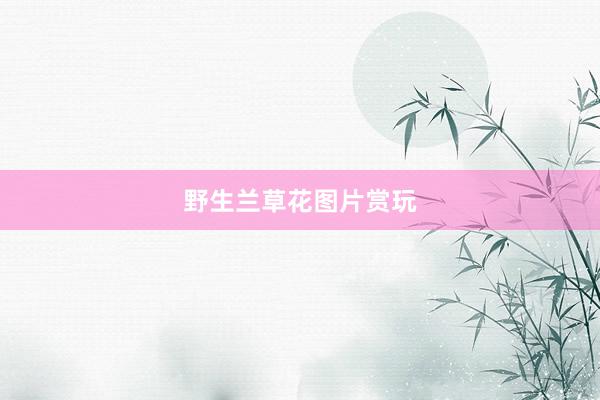 野生兰草花图片赏玩